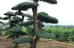 怎樣才能(néng)養護好對節白蠟盆景